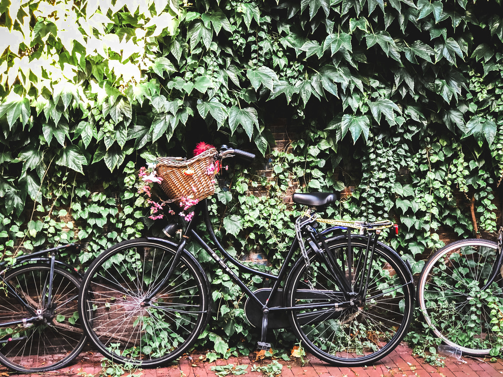 Amsterdam, bike against green wall