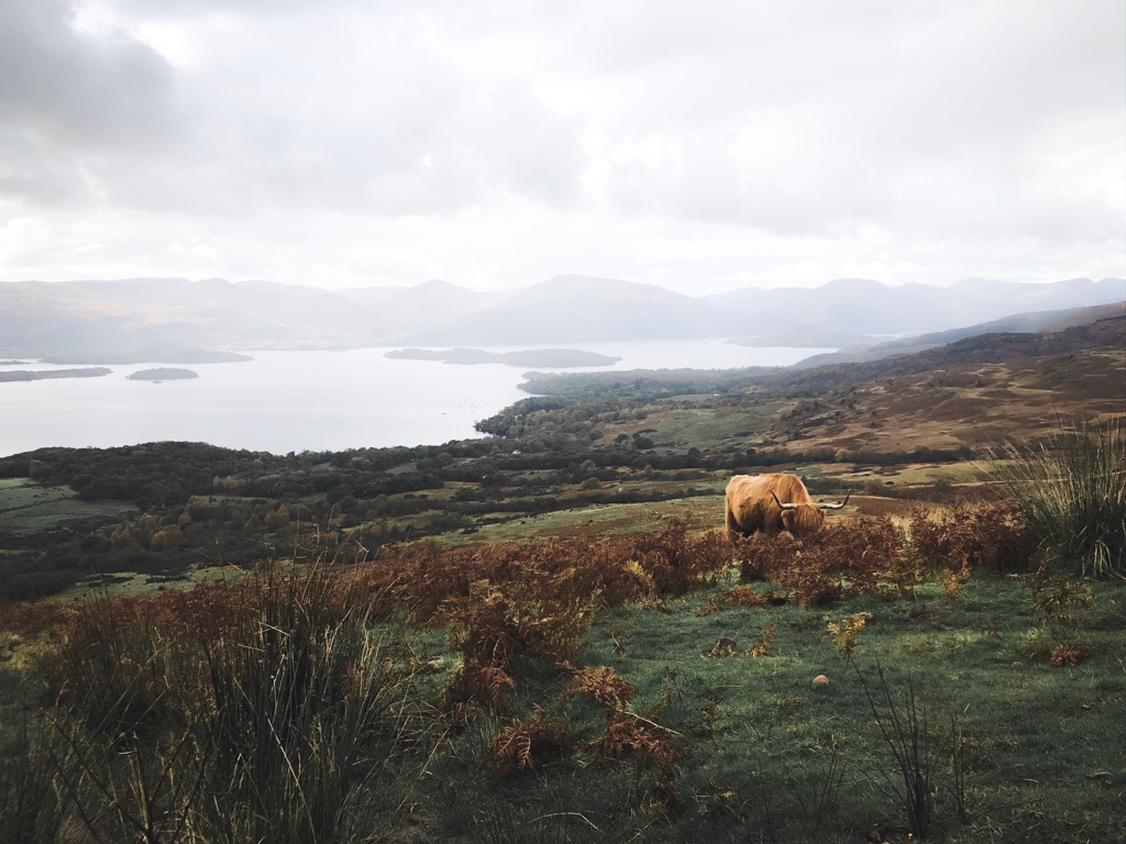 View of Loch Lomond from Conic Hill featuring a Highland Cow